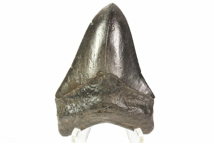 Fossil Megalodon Tooth - Georgia #78078